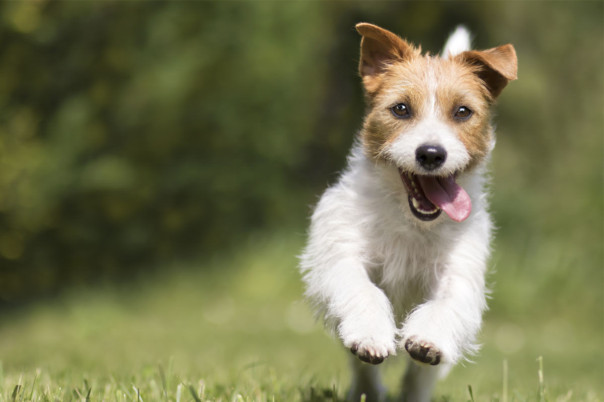 Waarom omega vetzuren belangrijk zijn voor je hond