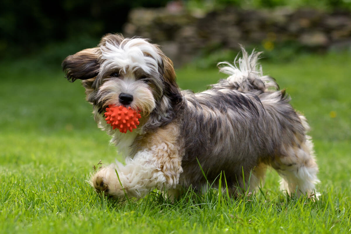 Waarom elke hond vezels nodig heeft