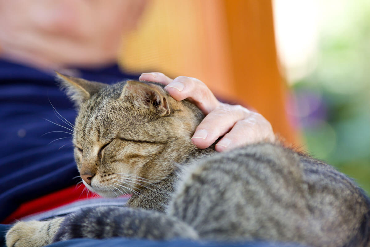 Veelvoorkomende klachten bij senior katten