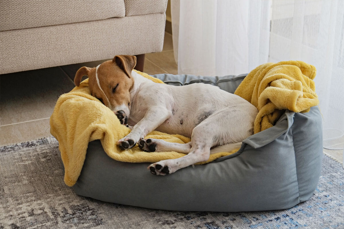 Spreekwoorden met 'hond' verklaard